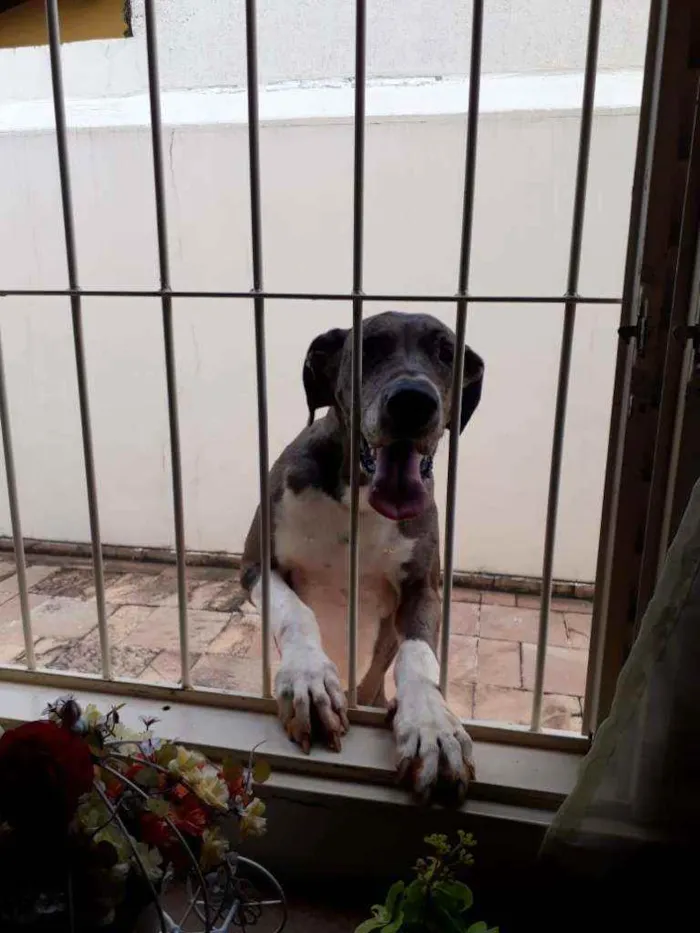 Cachorro ra a Dog Alemão  idade 5 anos nome Kyra