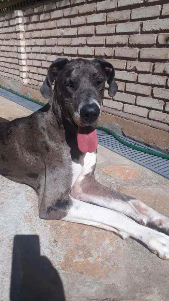 Cachorro ra a Dog Alemão  idade 5 anos nome Kyra