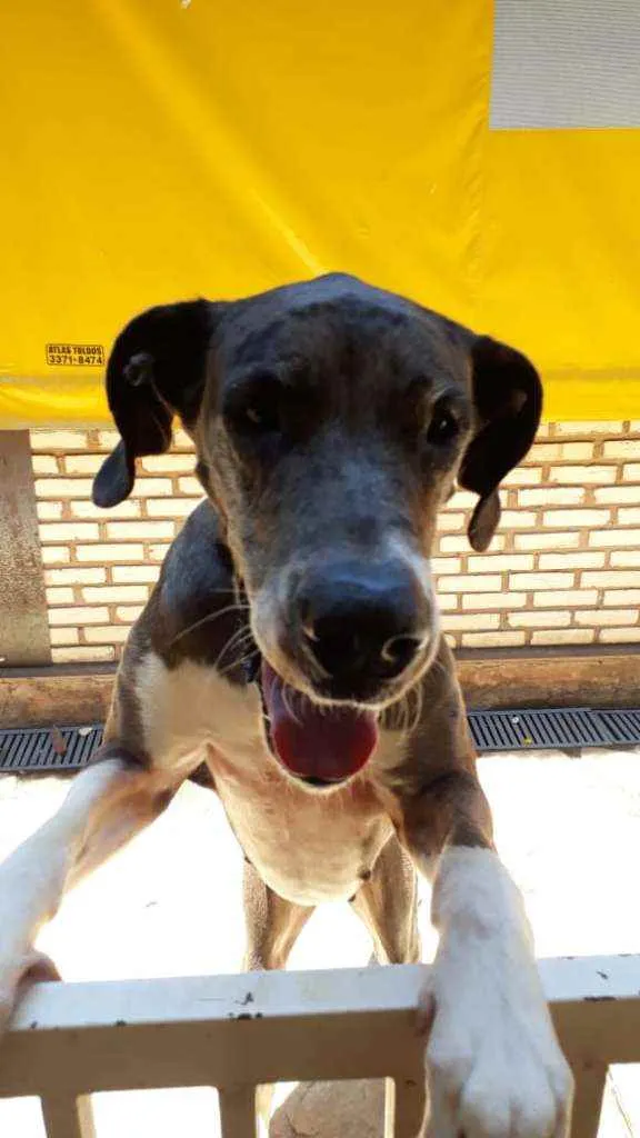 Cachorro ra a Dog Alemão  idade 5 anos nome Kyra
