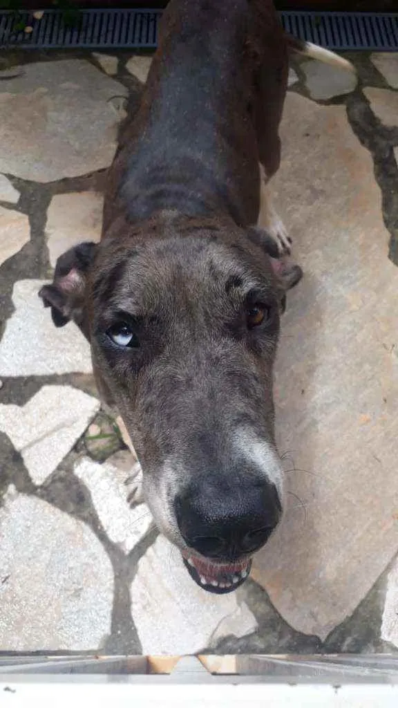 Cachorro ra a Dog Alemão  idade 5 anos nome Kyra
