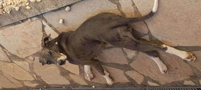 Cachorro ra a Dog Alemão  idade 5 anos nome Kyra