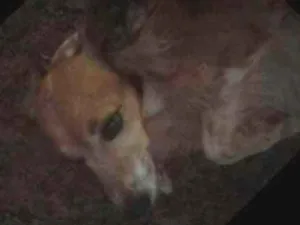 Cachorro raça Vira lata idade 5 anos nome Lilica 