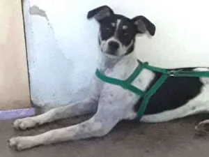 Cachorro raça  idade 7 a 11 meses nome Mel