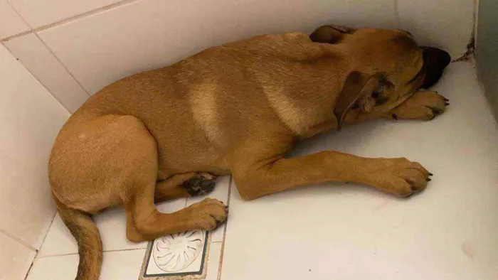 Cachorro ra a Indefinida idade 2 a 6 meses nome Tequila