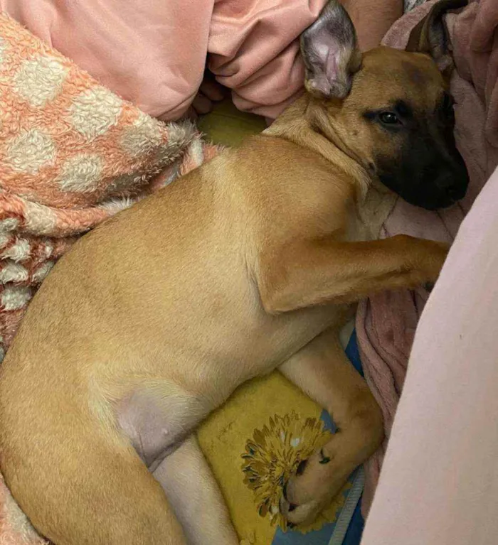 Cachorro ra a Indefinida idade 2 a 6 meses nome Tequila