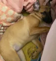 Tequila