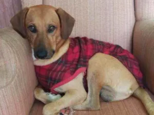 Cachorro raça SRD idade 2 anos nome Rex