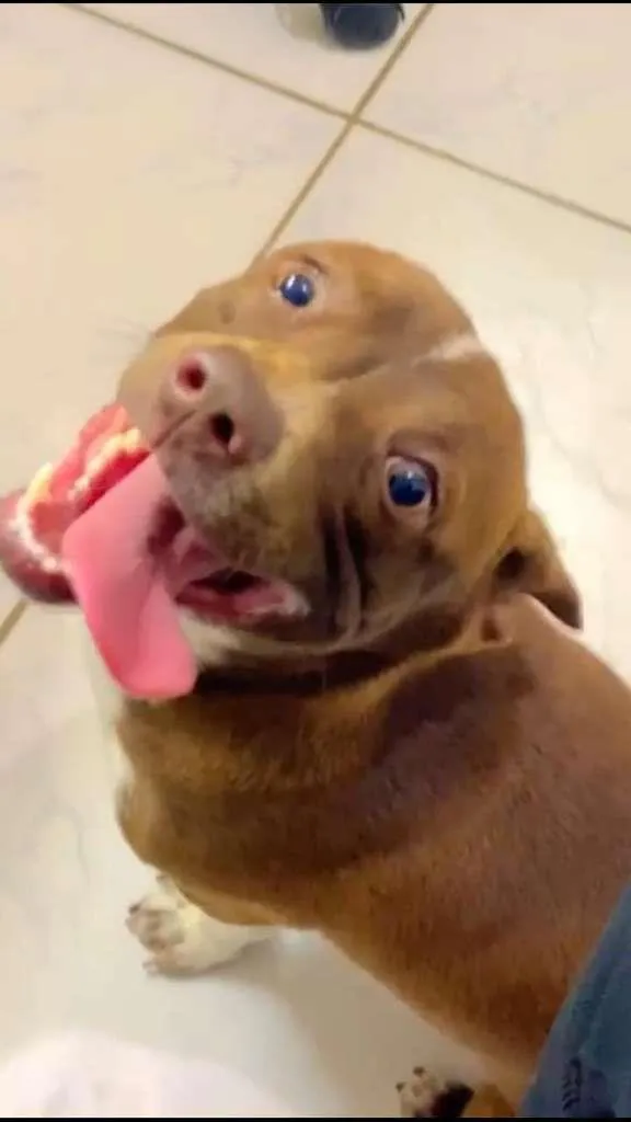 Cachorro ra a SRD-ViraLata idade 7 a 11 meses nome Luke