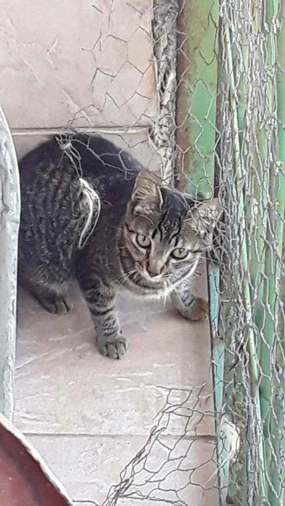 Gato ra a Vira lata idade 2 a 6 meses nome Desconhecido 