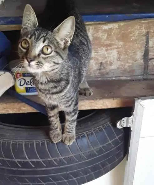 Gato ra a Vira lata idade 2 a 6 meses nome Desconhecido 