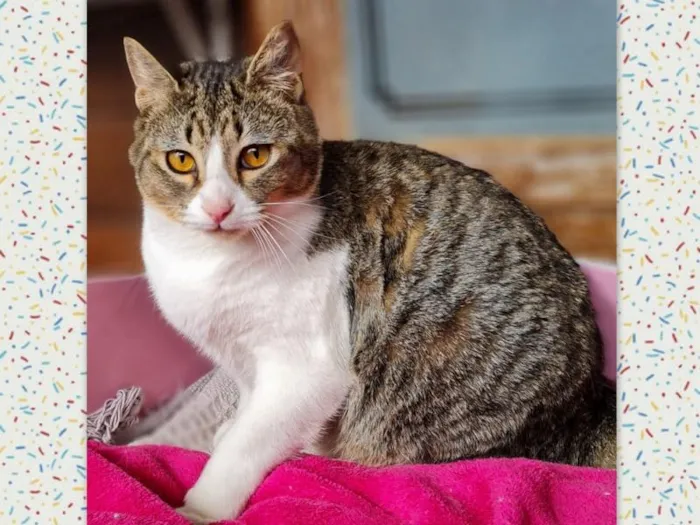 Gato ra a SRD-ViraLata idade 7 a 11 meses nome PISCO