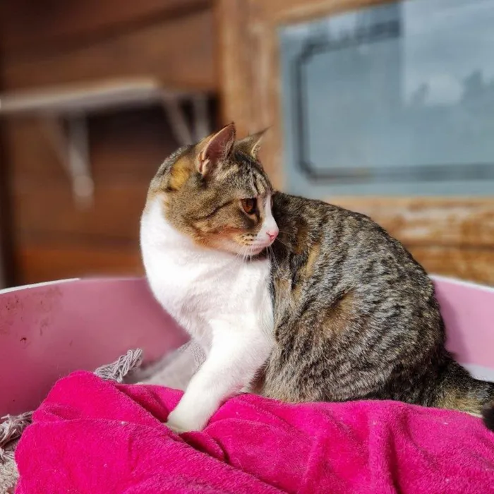Gato ra a SRD-ViraLata idade 7 a 11 meses nome PISCO