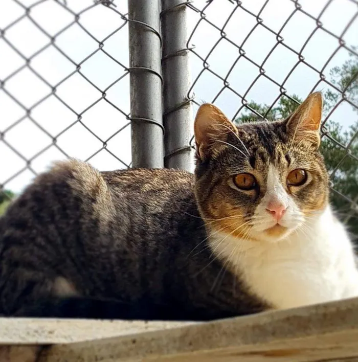 Gato ra a SRD-ViraLata idade 7 a 11 meses nome PISCO