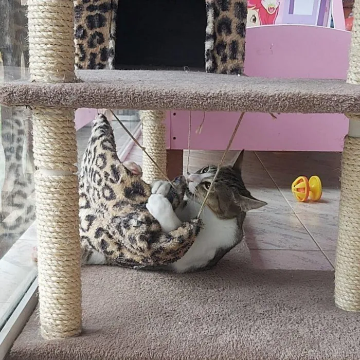 Gato ra a SRD-ViraLata idade 7 a 11 meses nome PISCO