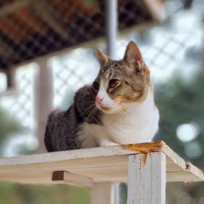 Gato ra a SRD-ViraLata idade 7 a 11 meses nome PISCO