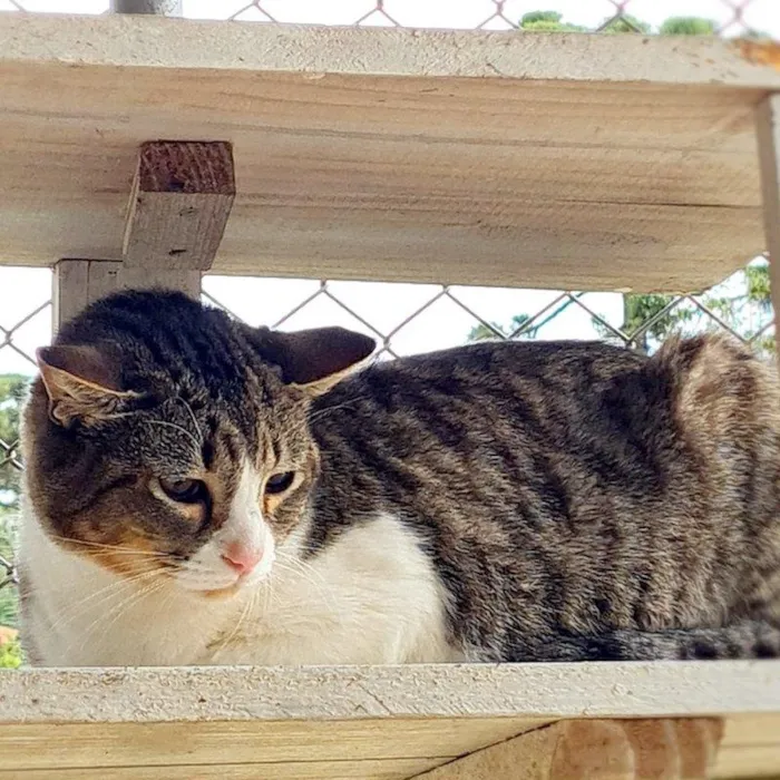 Gato ra a SRD-ViraLata idade 7 a 11 meses nome PISCO