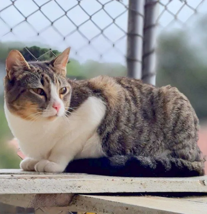 Gato ra a SRD-ViraLata idade 7 a 11 meses nome PISCO