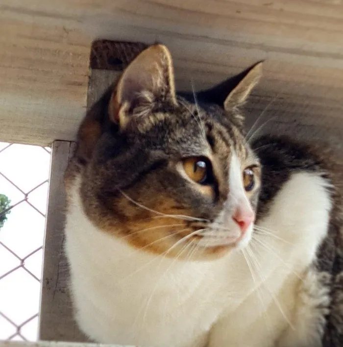 Gato ra a SRD-ViraLata idade 7 a 11 meses nome PISCO