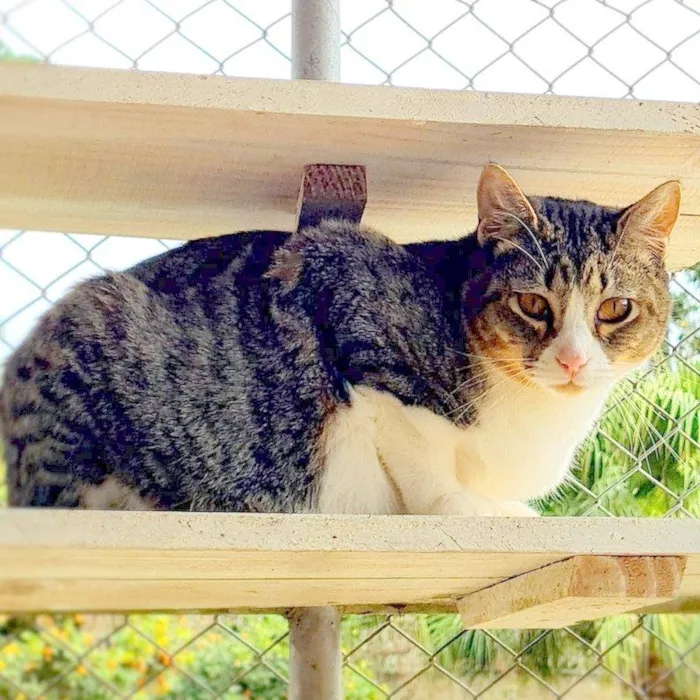 Gato ra a SRD-ViraLata idade 7 a 11 meses nome PISCO
