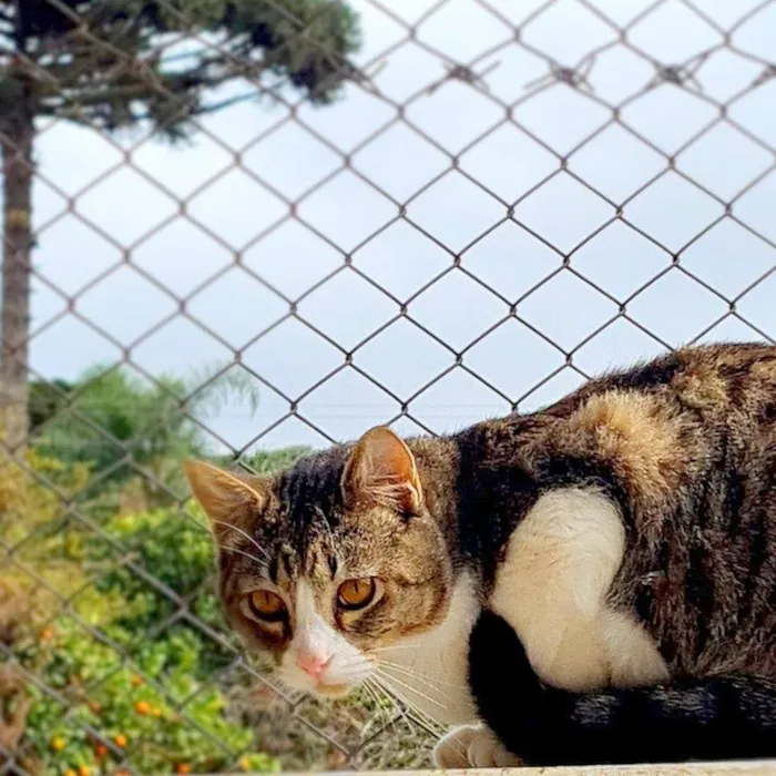 Gato ra a SRD-ViraLata idade 7 a 11 meses nome PISCO