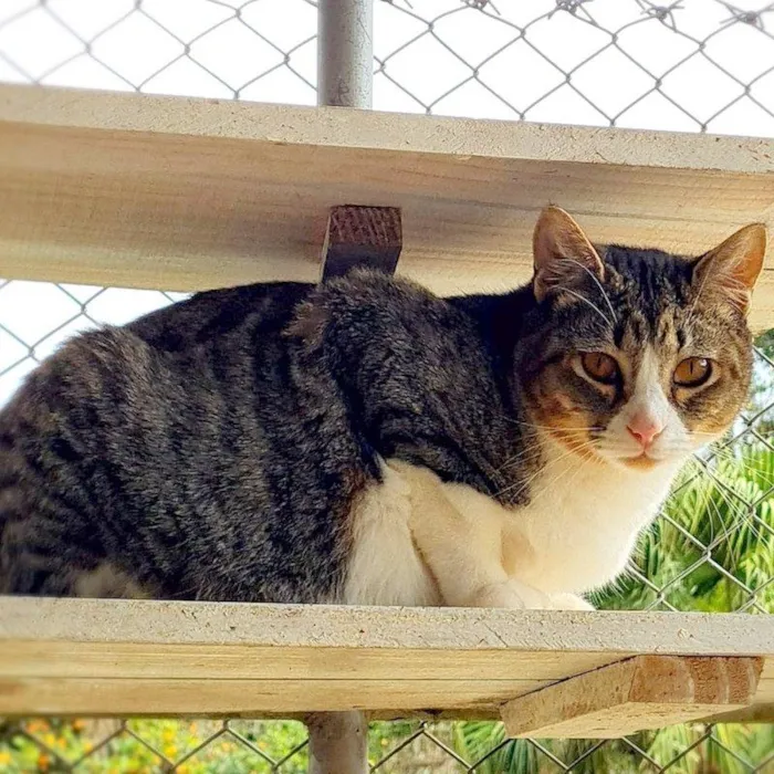Gato ra a SRD-ViraLata idade 7 a 11 meses nome PISCO