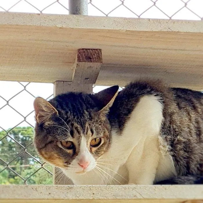 Gato ra a SRD-ViraLata idade 7 a 11 meses nome PISCO