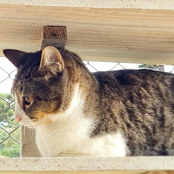 Gato ra a SRD-ViraLata idade 7 a 11 meses nome PISCO