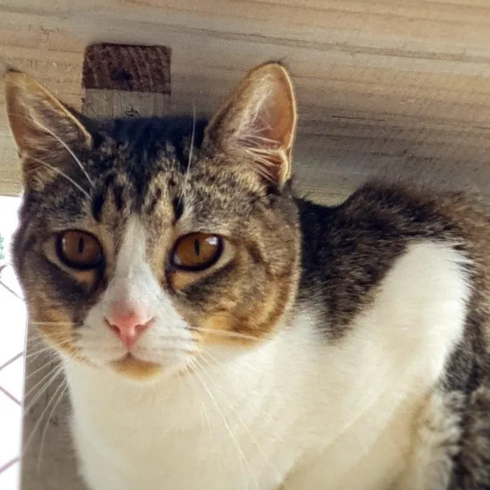 Gato ra a SRD-ViraLata idade 7 a 11 meses nome PISCO