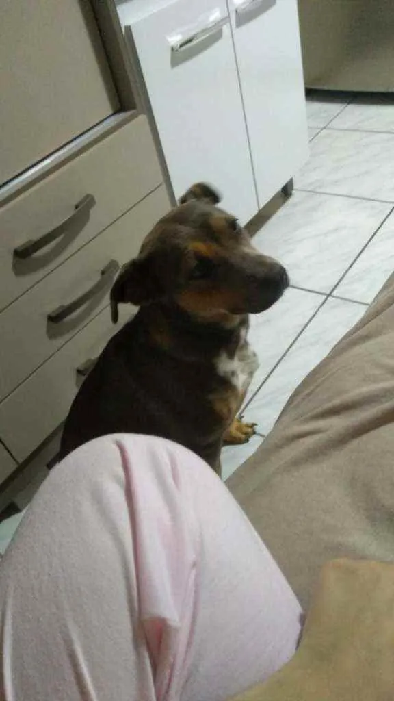 Cachorro ra a SRD idade 1 ano nome Laila