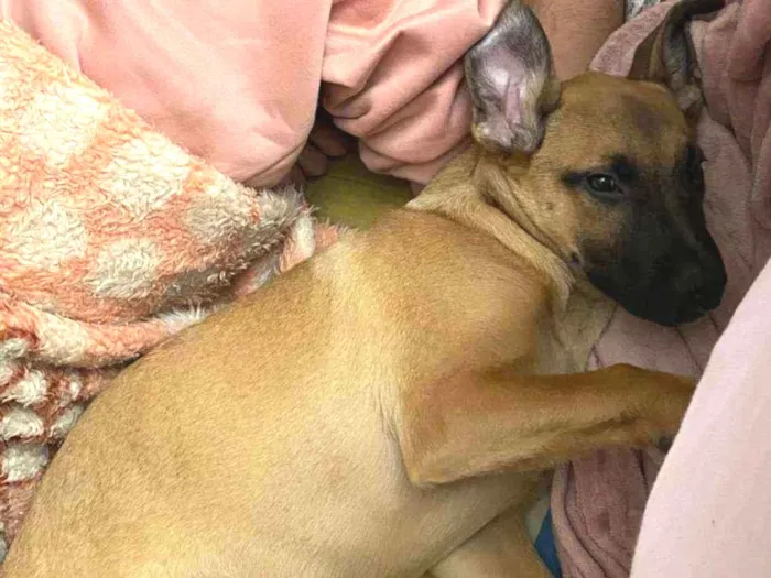 Cachorro ra a Indefinida idade 2 a 6 meses nome Tequila