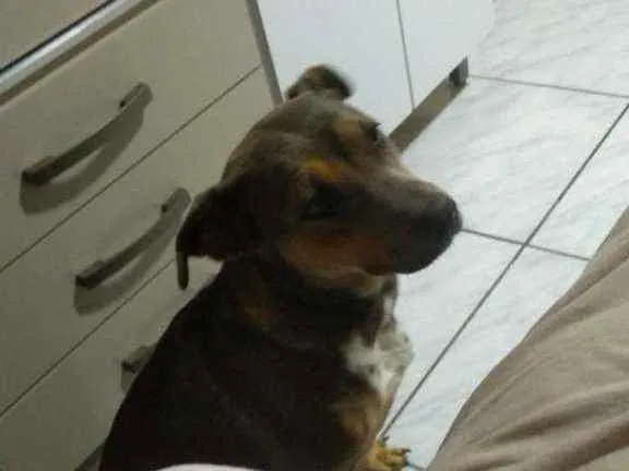 Cachorro ra a SRD idade 1 ano nome Laila