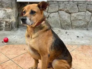 Cachorro raça SRD idade 3 anos nome Guerreiro