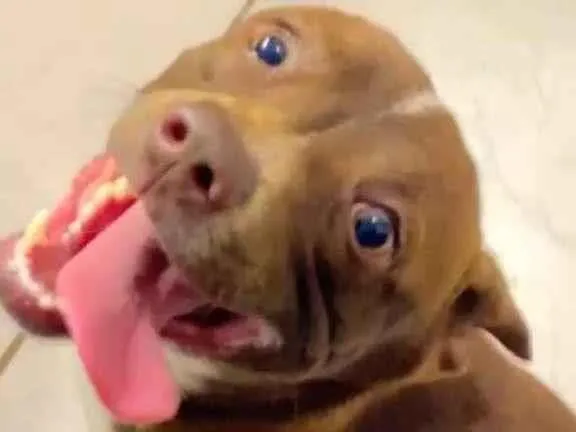 Cachorro ra a SRD-ViraLata idade 7 a 11 meses nome Luke