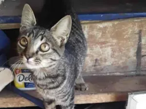 Gato raça Vira lata idade 2 a 6 meses nome Desconhecido 