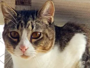 Gato raça SRD-ViraLata idade 7 a 11 meses nome PISCO