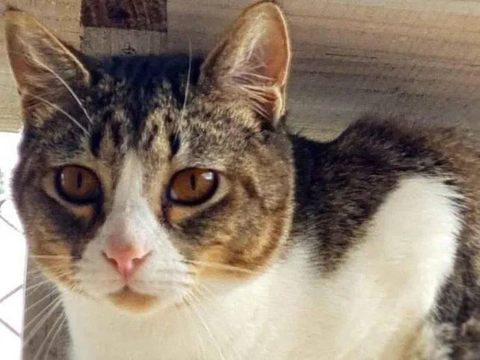 Gato ra a SRD-ViraLata idade 7 a 11 meses nome PISCO