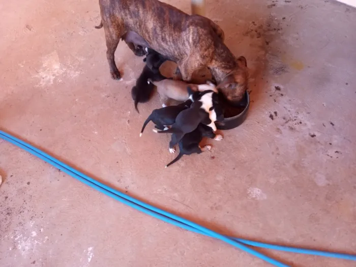 Cachorro raça Mistura de Pitbull com paulist idade Abaixo de 2 meses nome Não tem