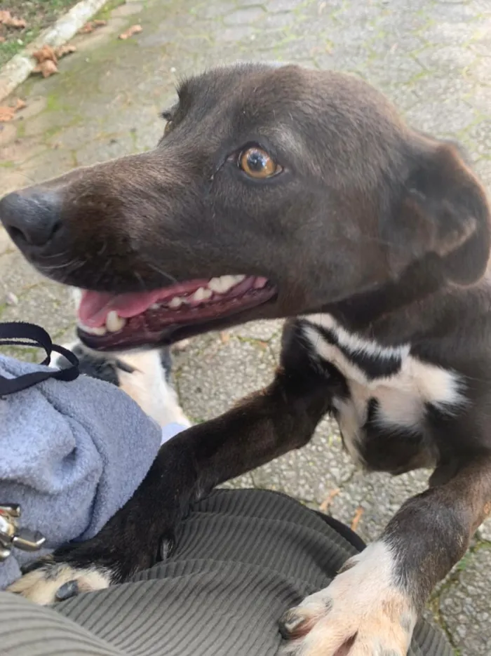 Cachorro ra a sem raça idade 1 ano nome Morena