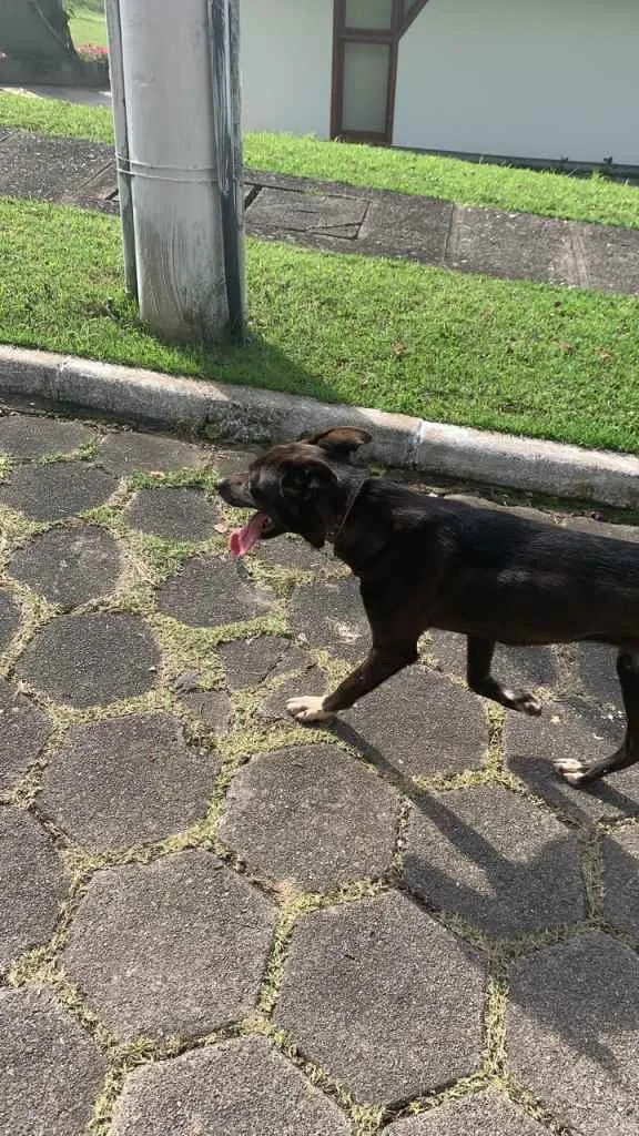 Cachorro ra a sem raça idade 1 ano nome Morena