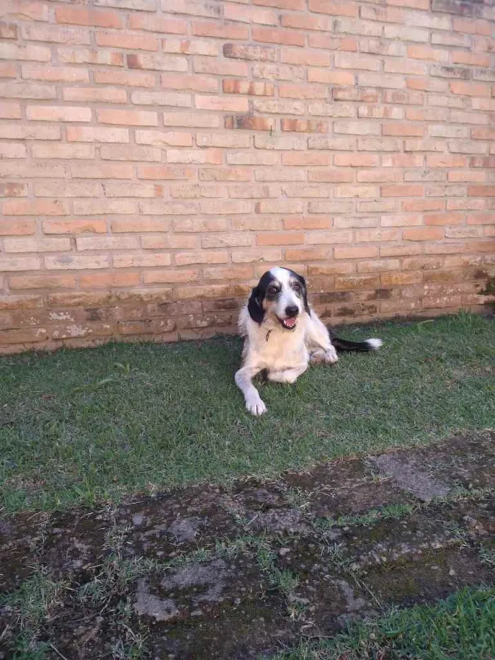 Cachorro ra a sem raça idade 6 ou mais anos nome Teca