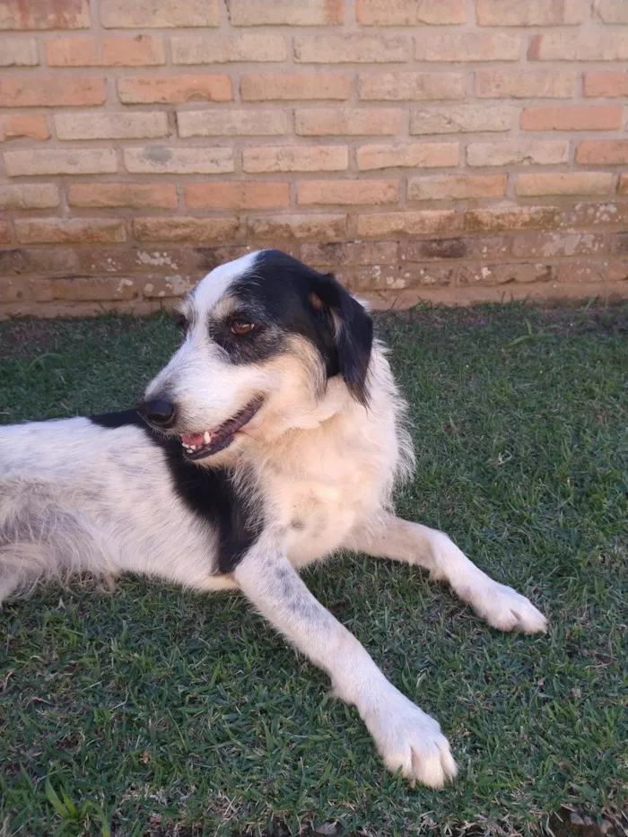 Cachorro ra a sem raça idade 6 ou mais anos nome Teca