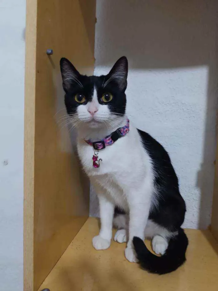 Gato raça SRD  idade 1 ano nome Izzie 