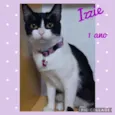 Gato raça SRD  idade 1 ano nome Izzie 