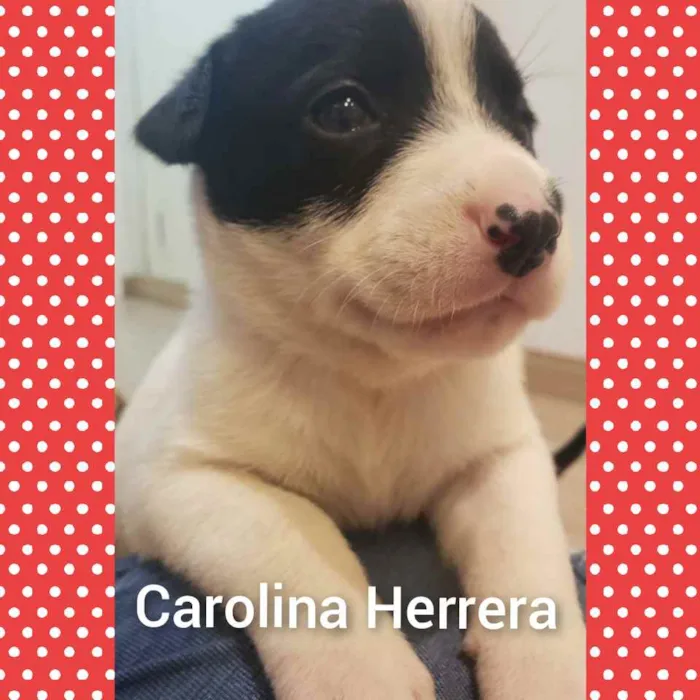 Cachorro raça SRD idade Abaixo de 2 meses nome Linda bebê