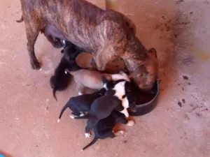 Cachorro raça Mistura de Pitbull com paulist idade Abaixo de 2 meses nome Não tem