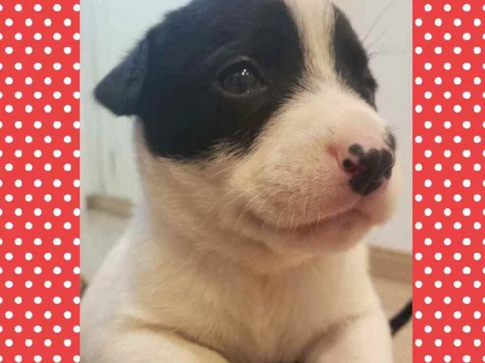 Cachorro raça SRD idade Abaixo de 2 meses nome Linda bebê