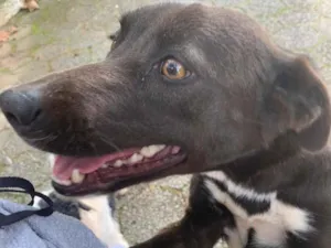 Cachorro raça sem raça idade 1 ano nome Morena