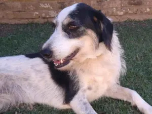 Cachorro raça sem raça idade 6 ou mais anos nome Teca