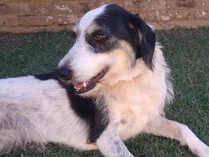 Cachorro ra a sem raça idade 6 ou mais anos nome Teca