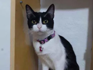 Gato raça SRD  idade 1 ano nome Izzie 